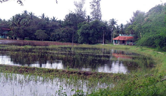 The Lake-Shore Apartment