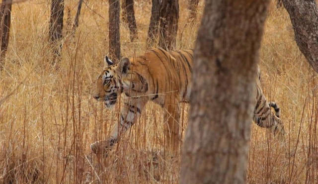 Tiger Safari Tour Package - Bor Tiger Reserve, Veg with Stay All Inclusive