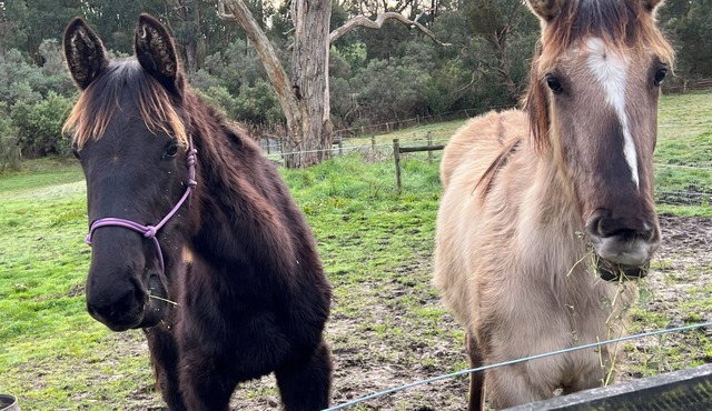 Tranquil Tiny Farm Stay,Loch ,Rail Trail , pit stop to Philip Island -Prom in Nyora