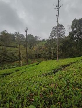 Valparai home stay tea view