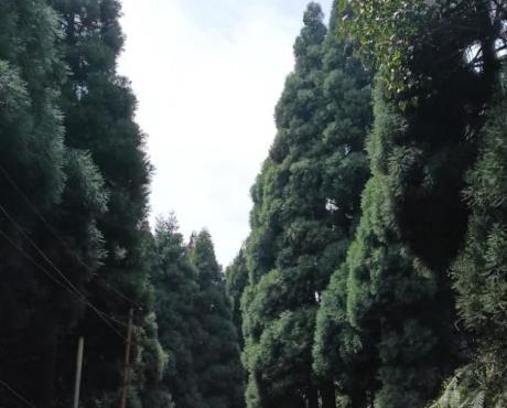 Wang Homestay