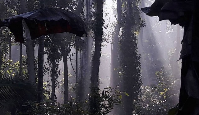 Wayanad Stay the Pepper Suite