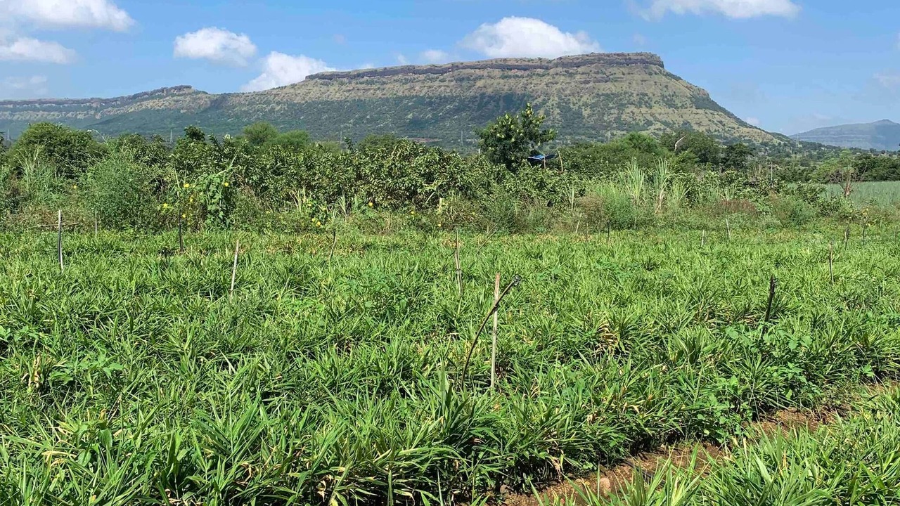 Photo of Outdoor in Satara