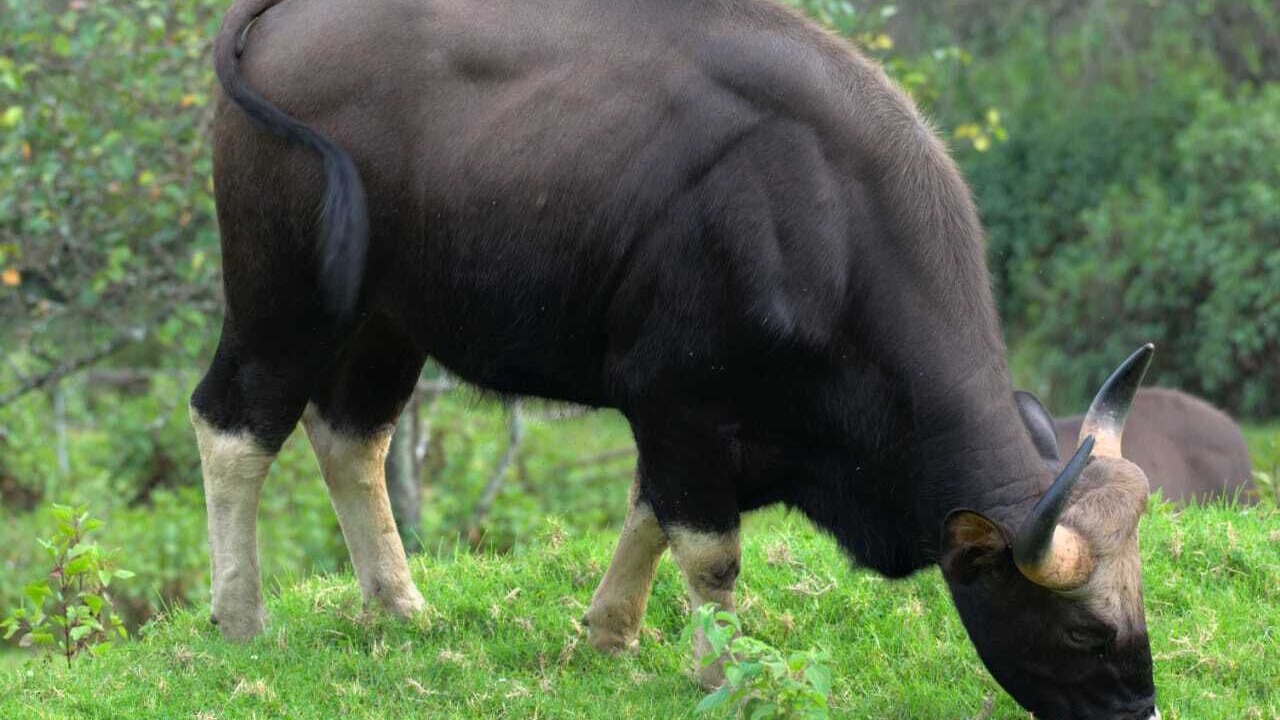 Photo of Outdoor in Vattakanal
