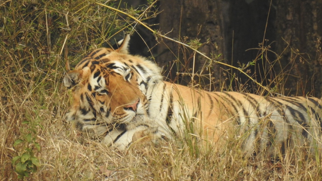 Photo of Others in Mukki