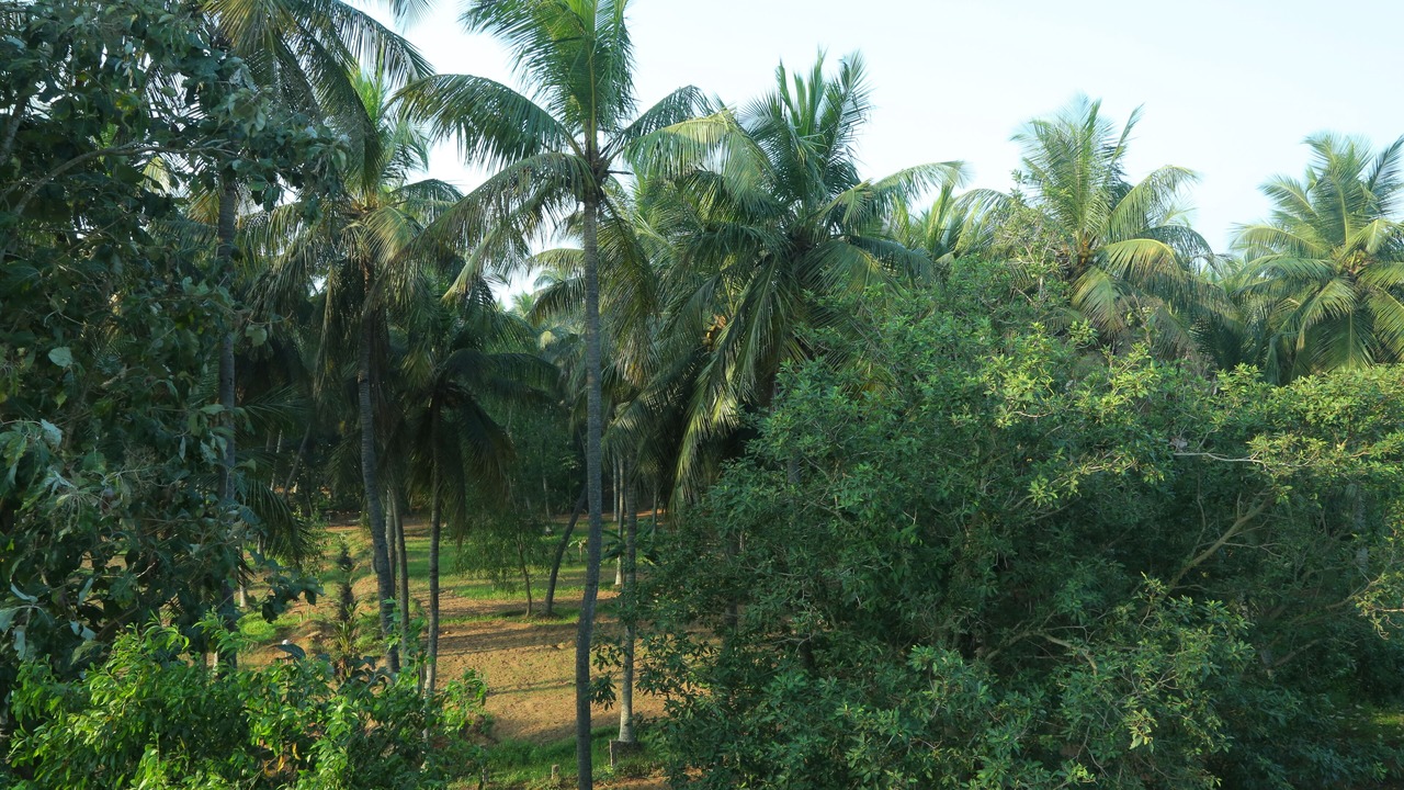 Photo of Outdoor in Bommayapalayam