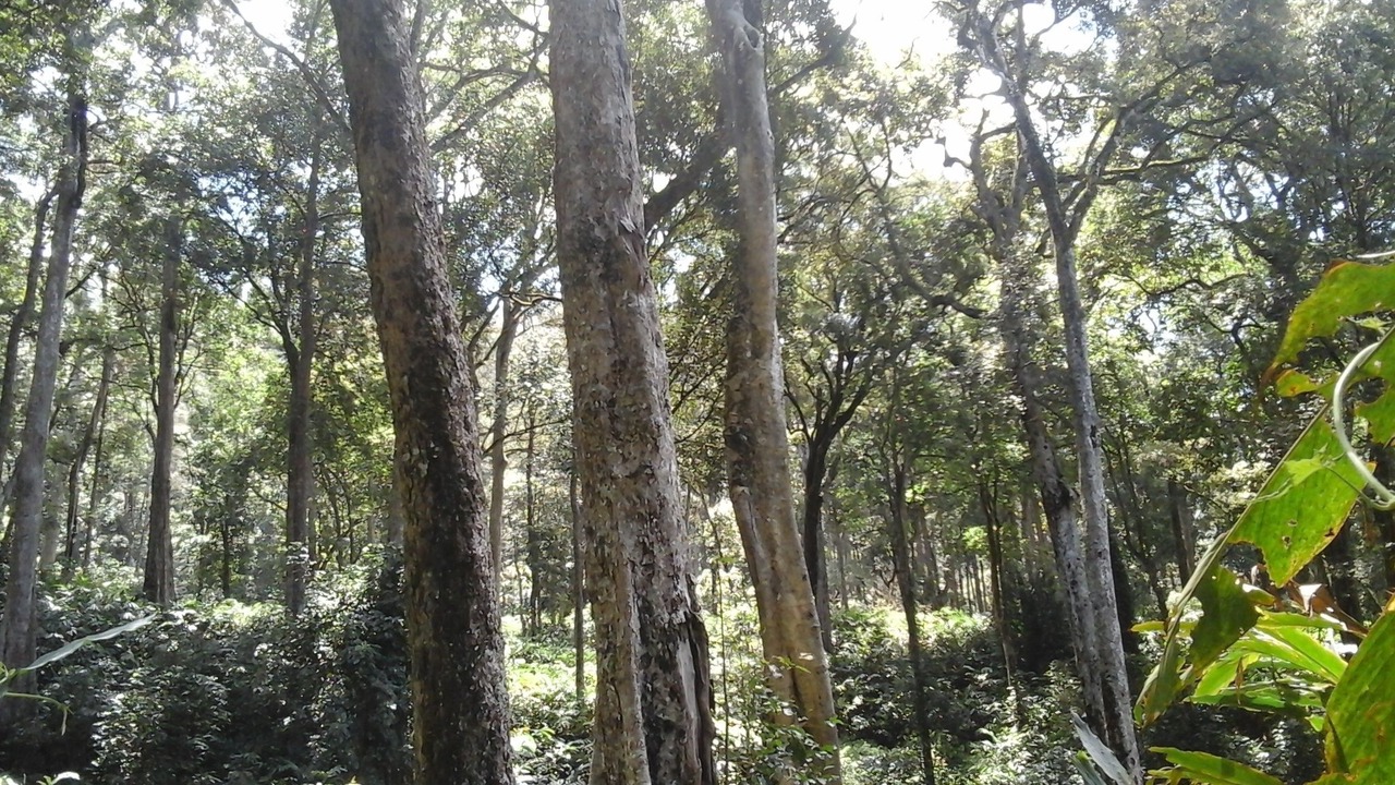 Photo of Outdoor in Devikolam