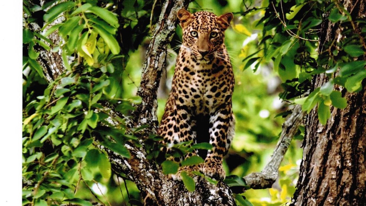 Photo of Outdoor in Bandipur