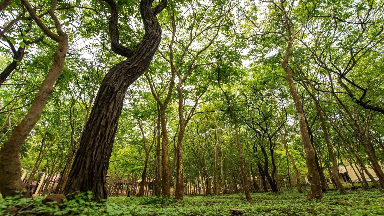 Photo of Outdoor in Bandipur