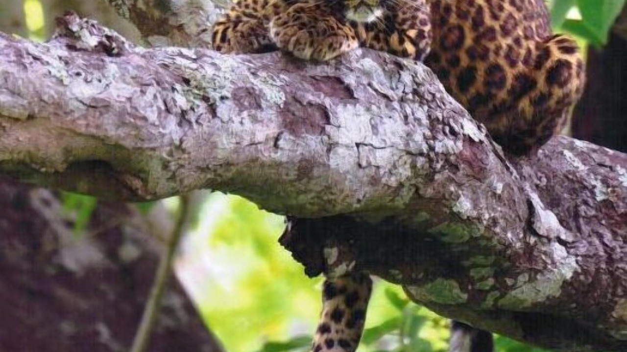 Photo of Outdoor in Bandipur