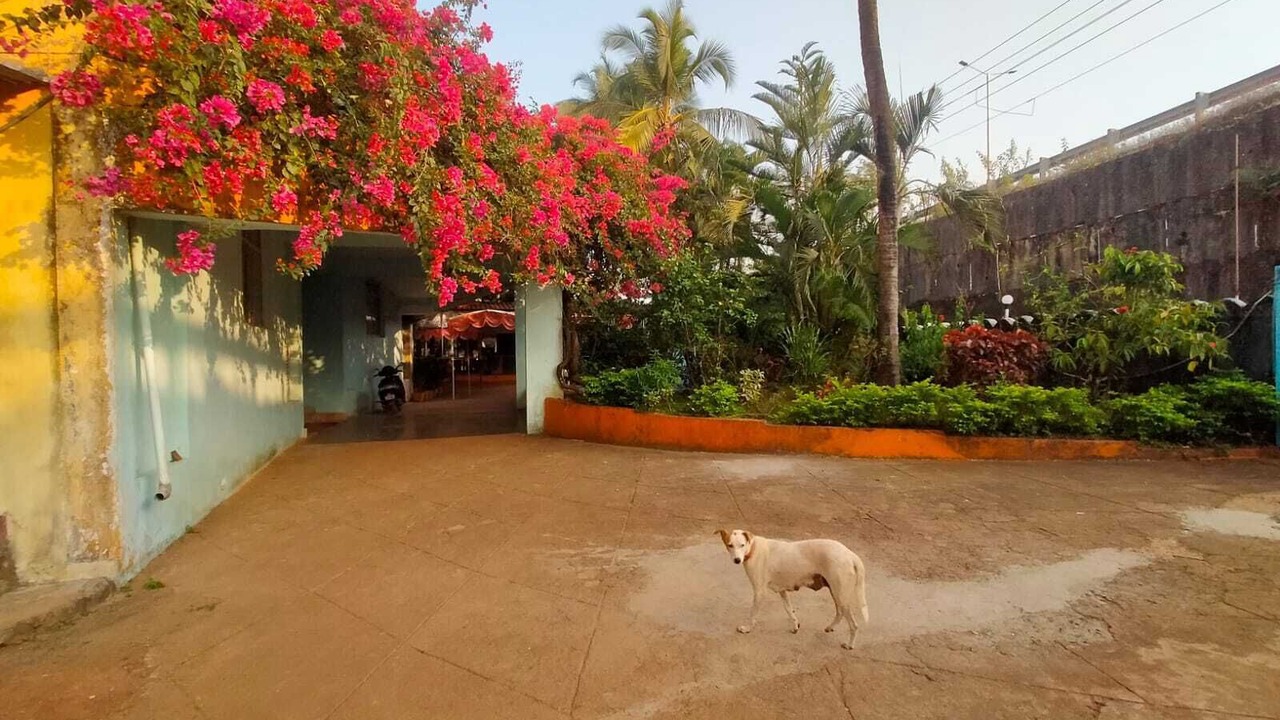 Photo of Outdoor in Palolem