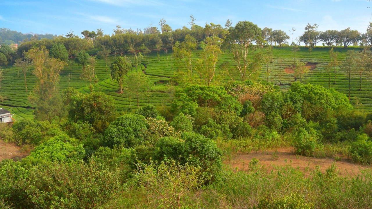 Photo of Outdoor in Elappara