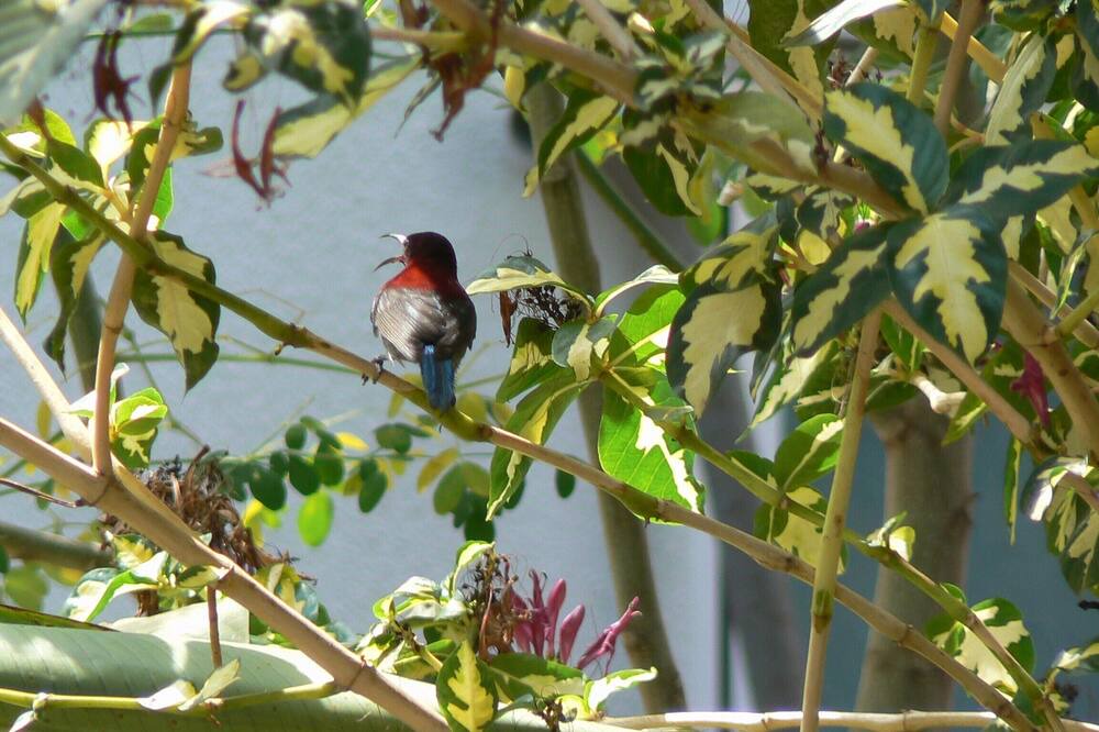 Photo of Outdoor in Candolim