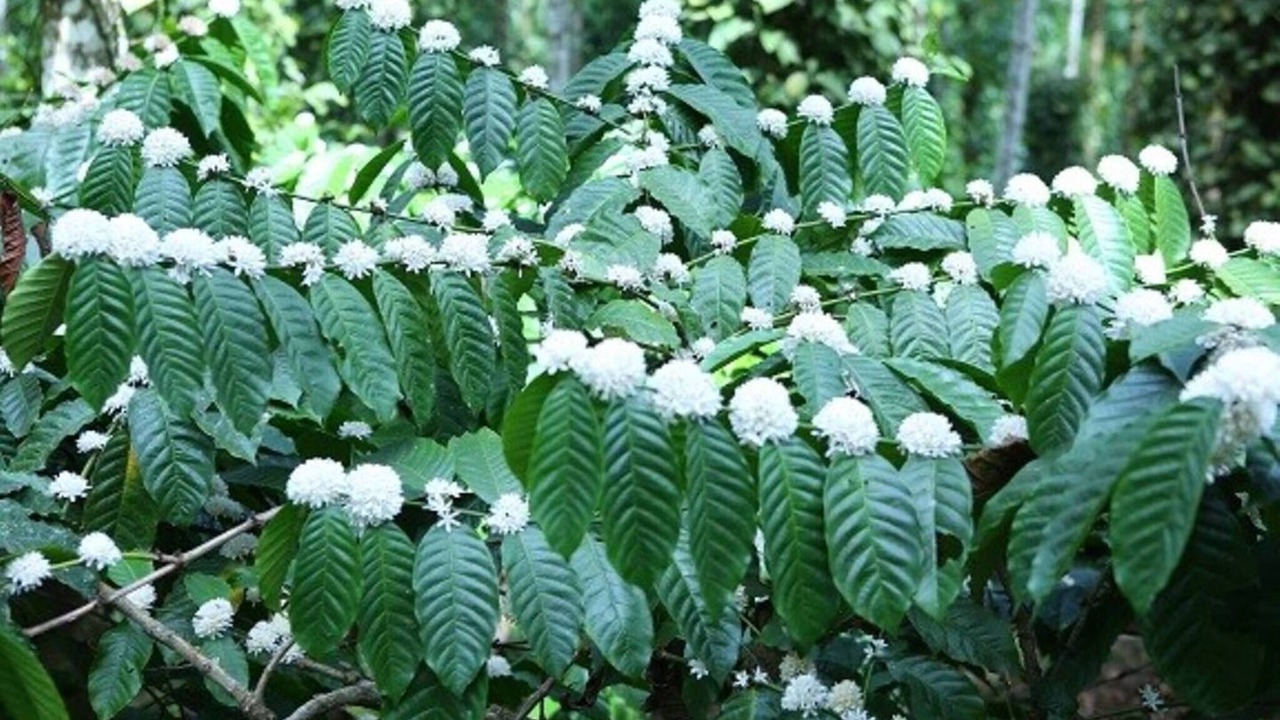 Photo of Outdoor in Kolagappara