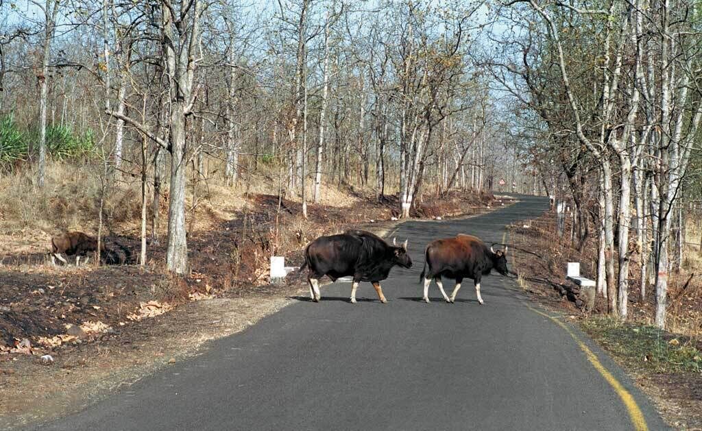 Photo of Others in Amravati