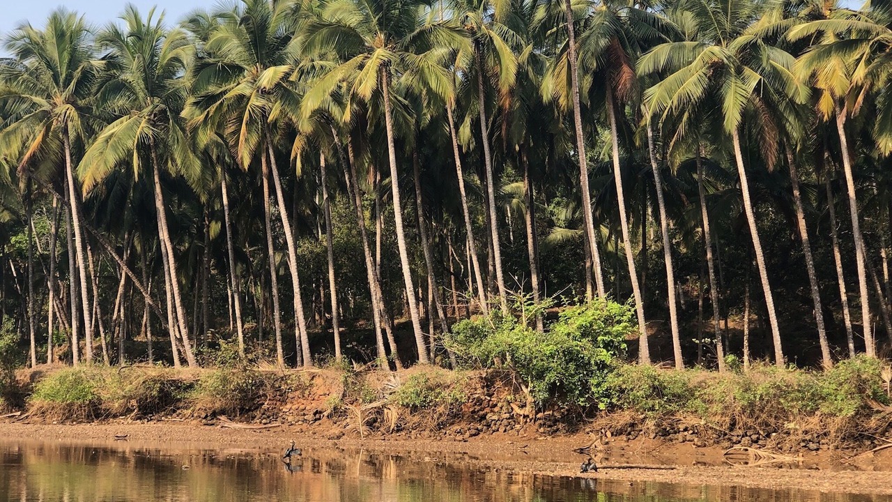 Photo of Outdoor in Canacona