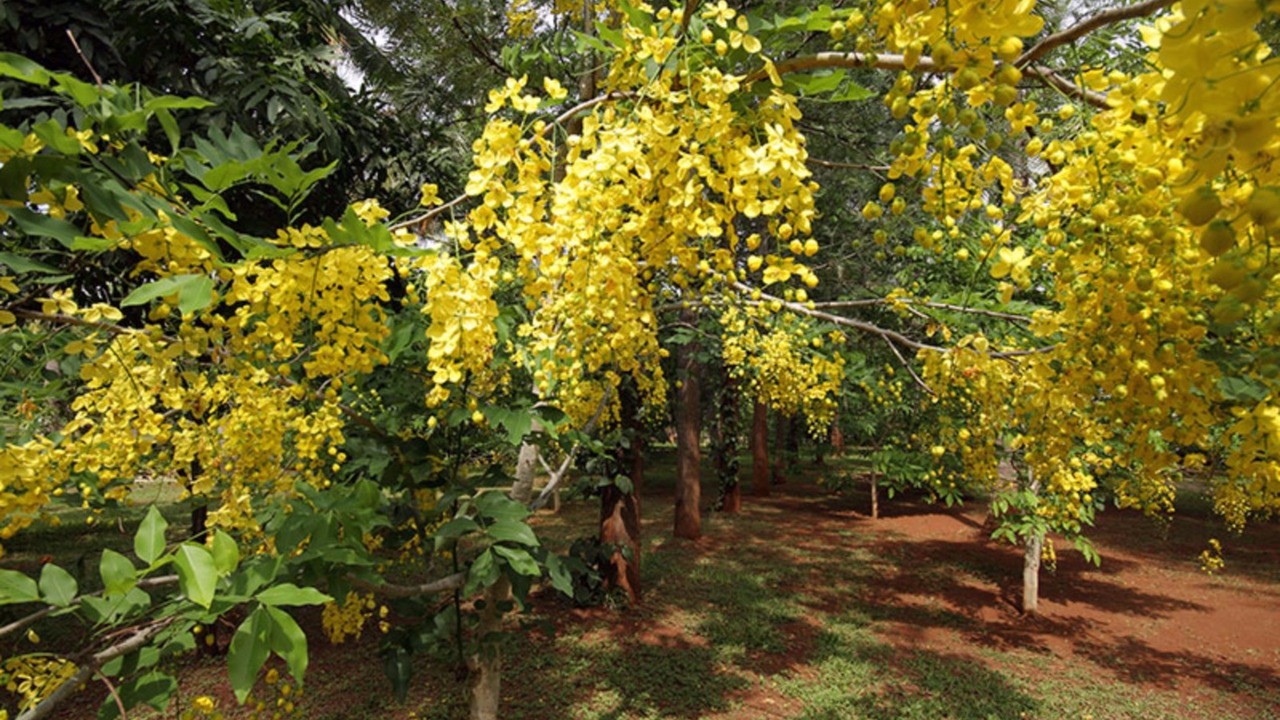 Photo of Patio Balcony in Narasapura