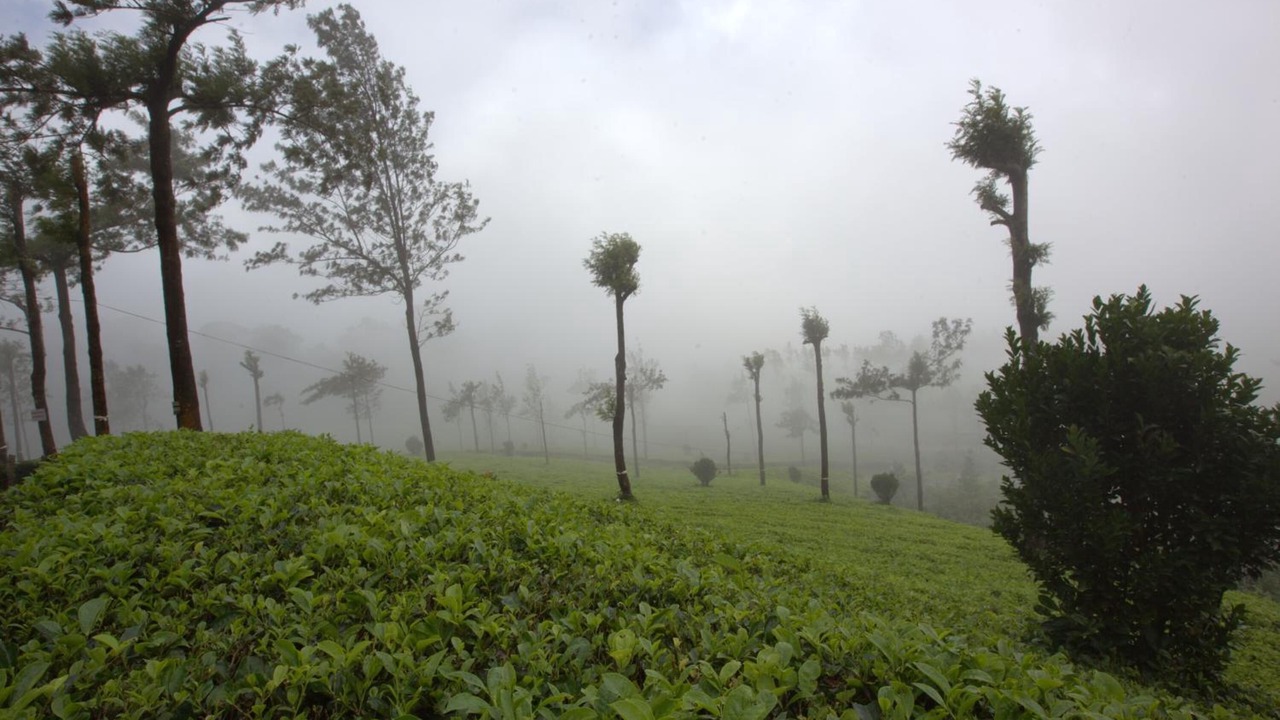 Photo of Outdoor in Moolakadai