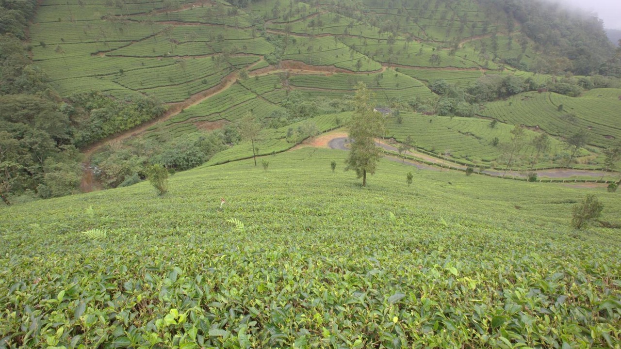Photo of Outdoor in Moolakadai