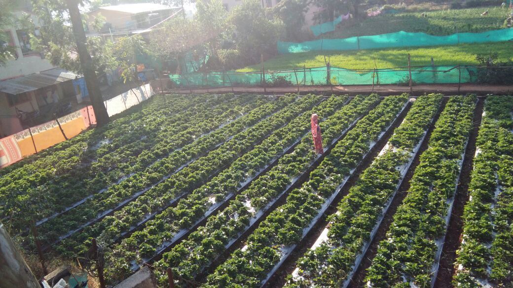 Photo of Others in Panchgani