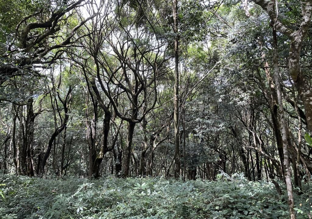Photo of Outdoor in Madikeri