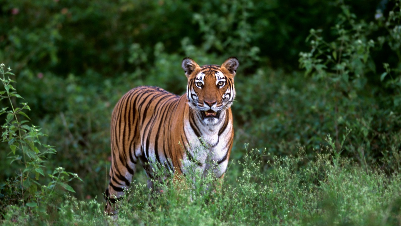 Photo of Others in Bheeramballi