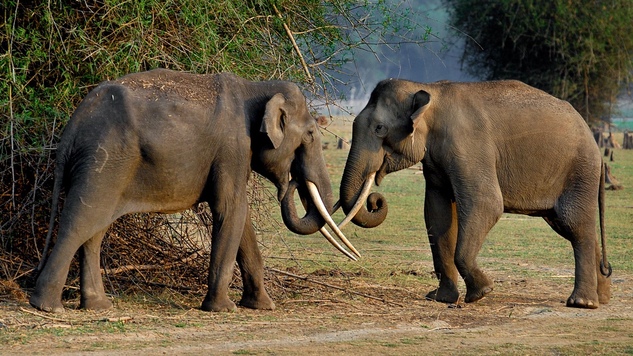 Photo of Others in Bheeramballi
