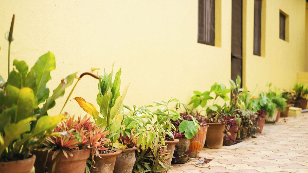 Photo of Others in Lakshmipuram