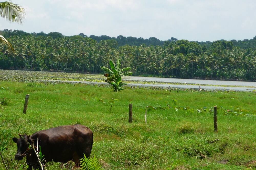 Photo of Outdoor in Venganoor