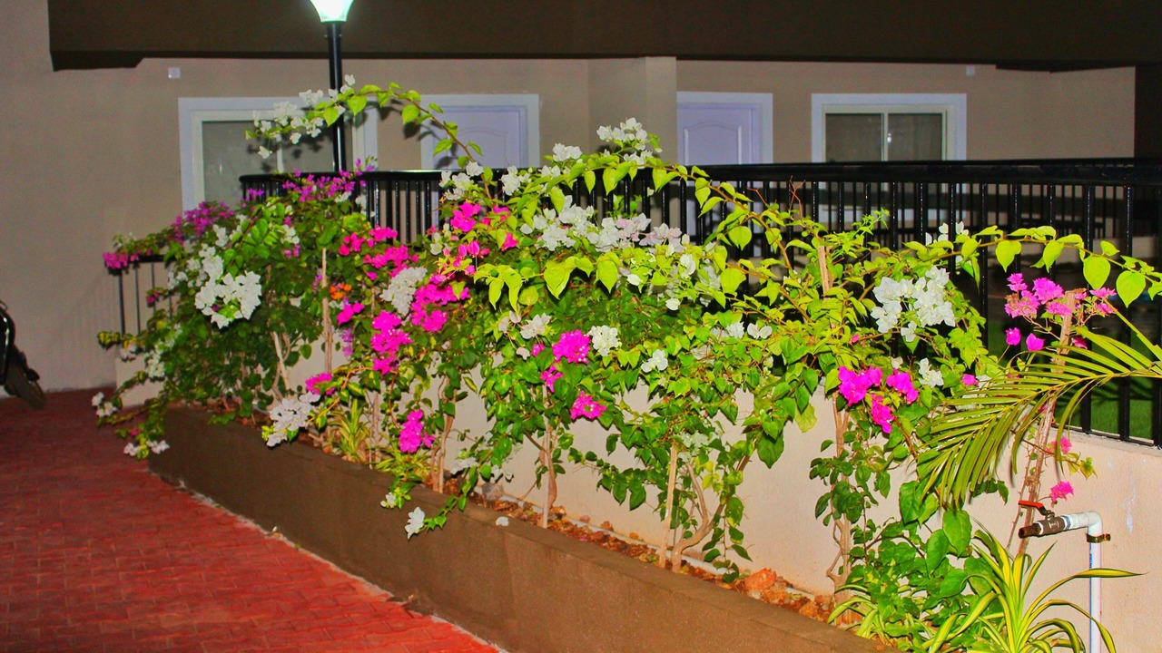 Photo of Outdoor in Vagator