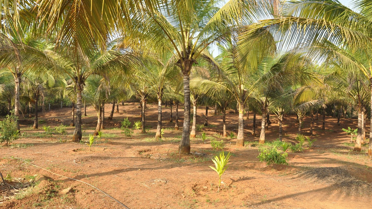 Photo of Outdoor in Malvan