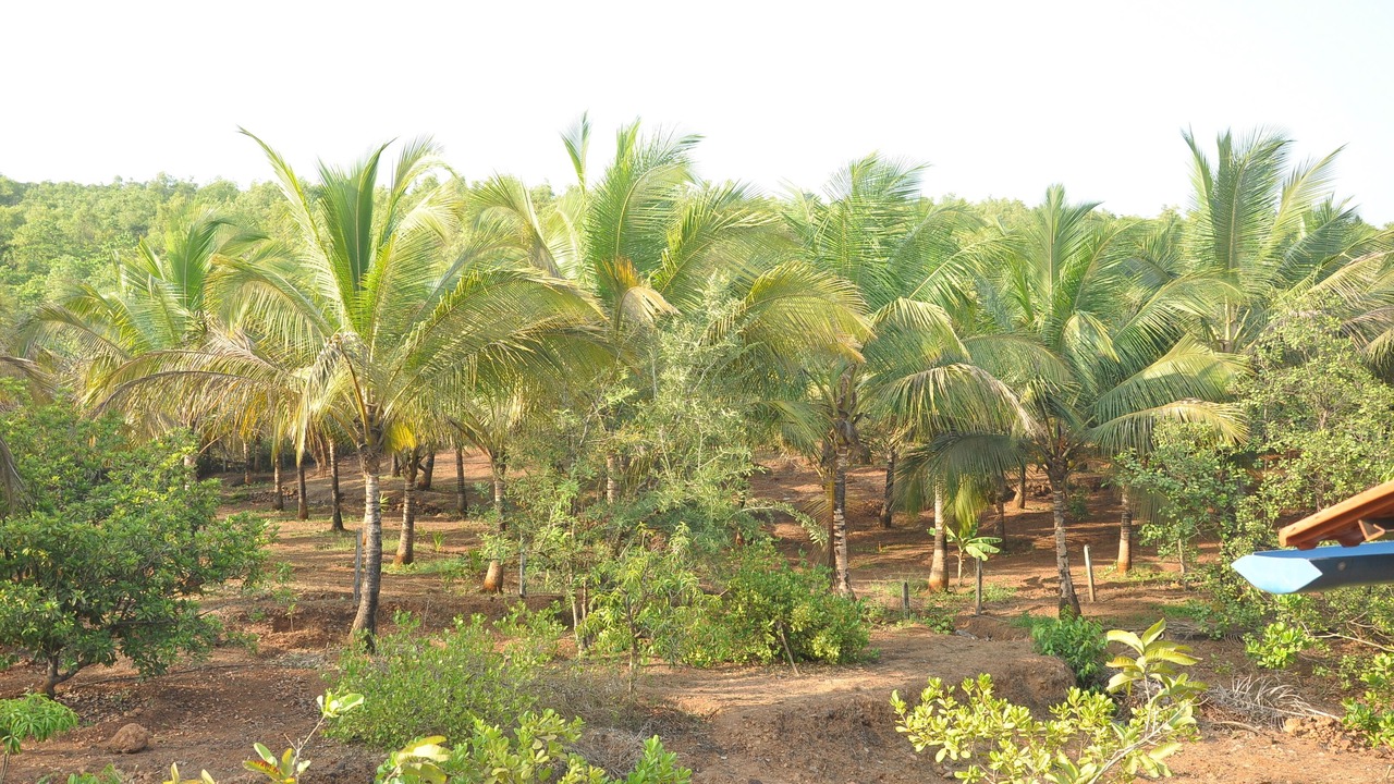 Photo of Outdoor in Malvan