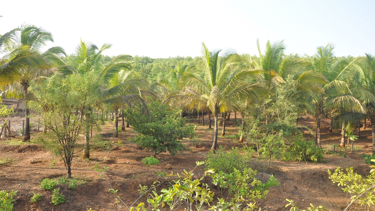 Photo of Outdoor in Malvan