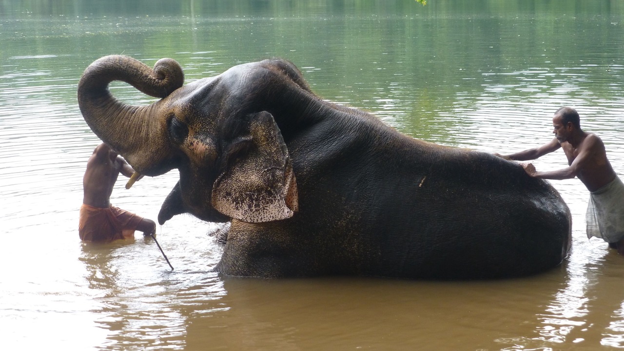 Photo of Others in Thiruvananthapuram