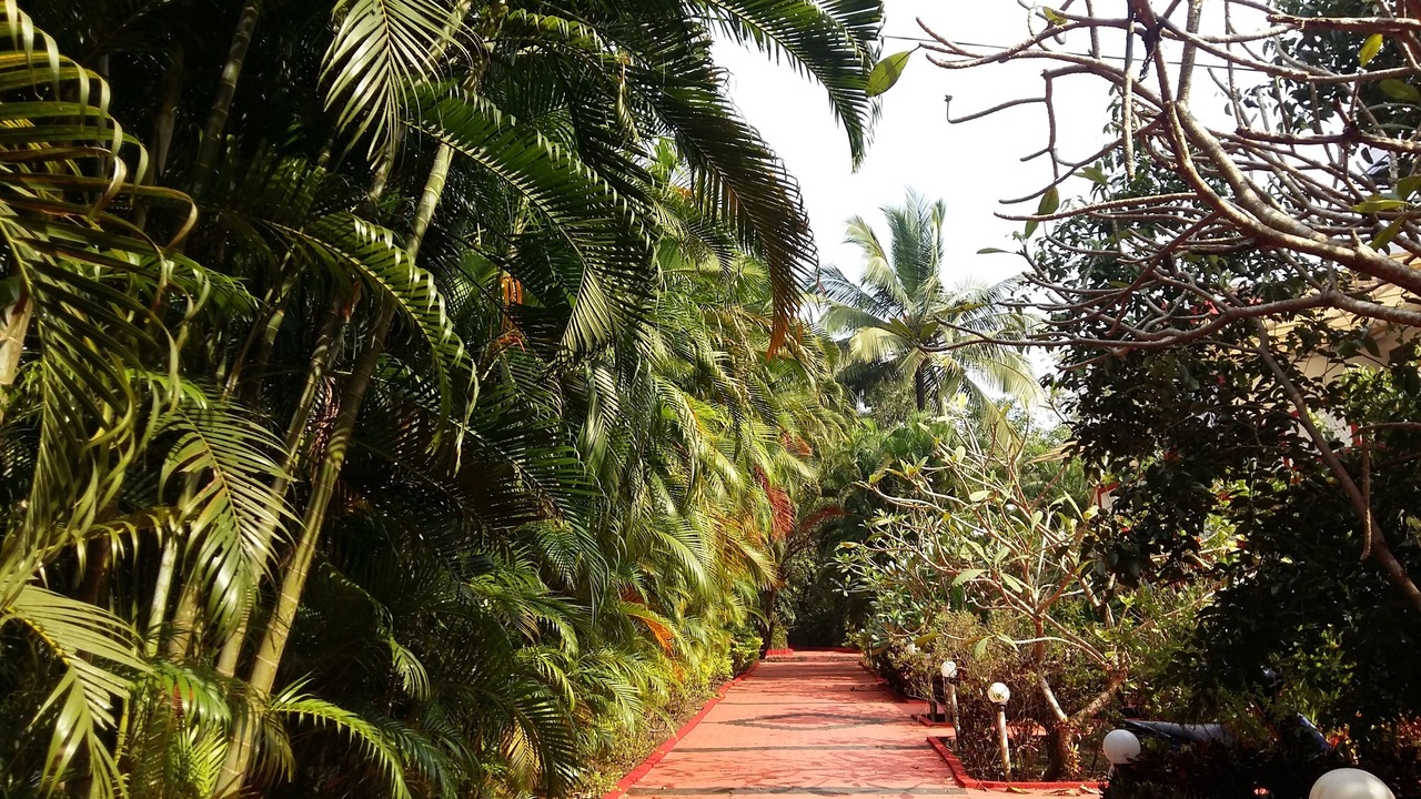 Photo of Outdoor in Chapora