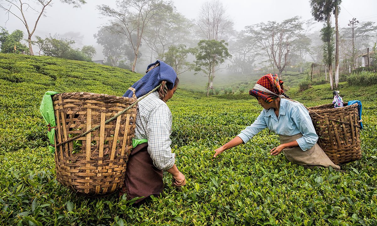 Photo of Outdoor in Ging Tea Garden