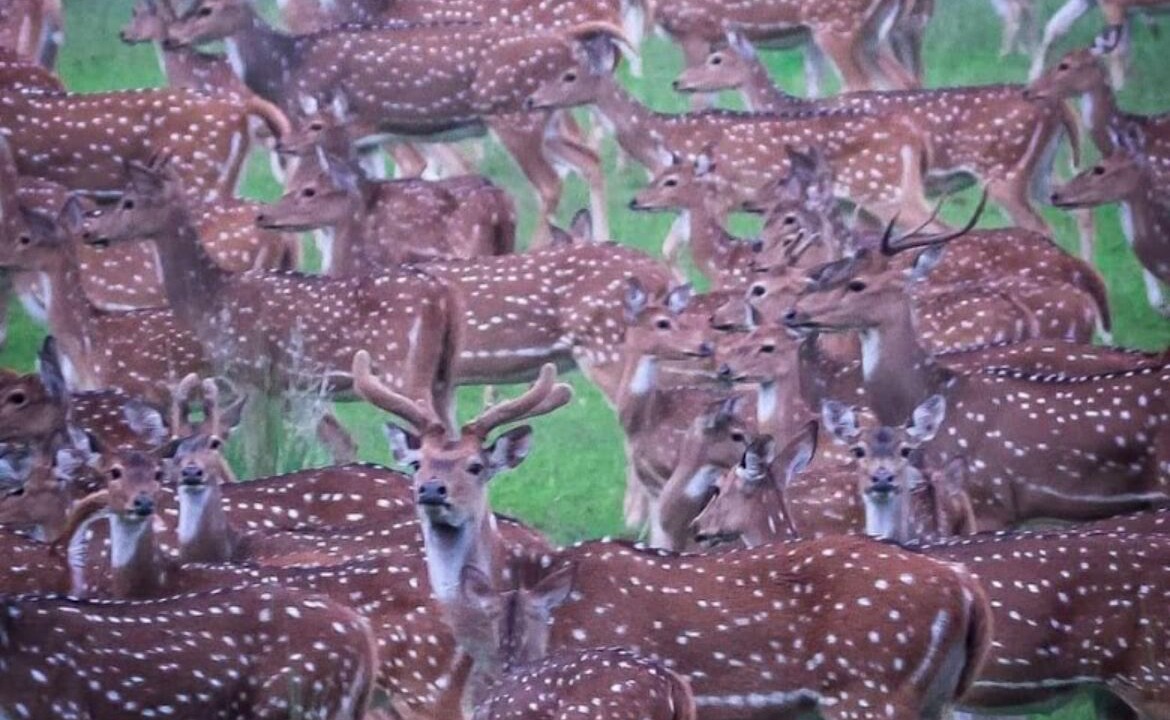Photo of Others in Naduvattam