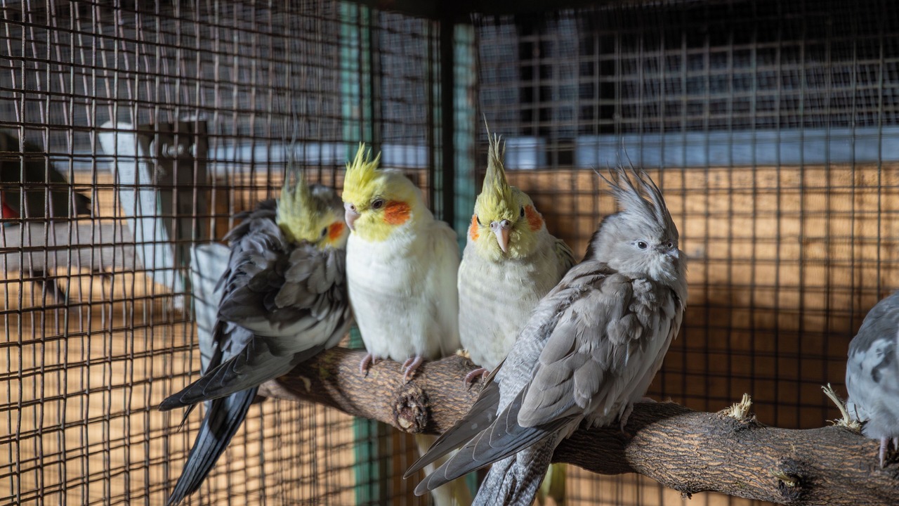 Photo of Others in Kalinjara
