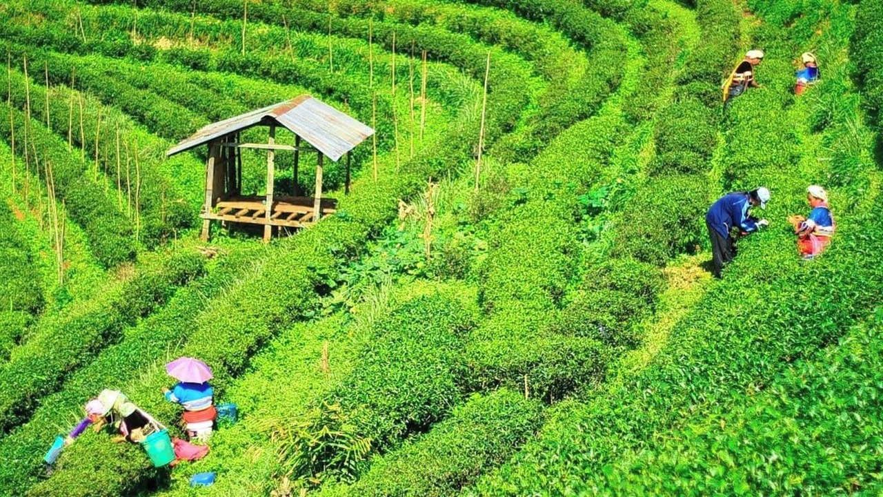 Photo of Others in Darjeeling