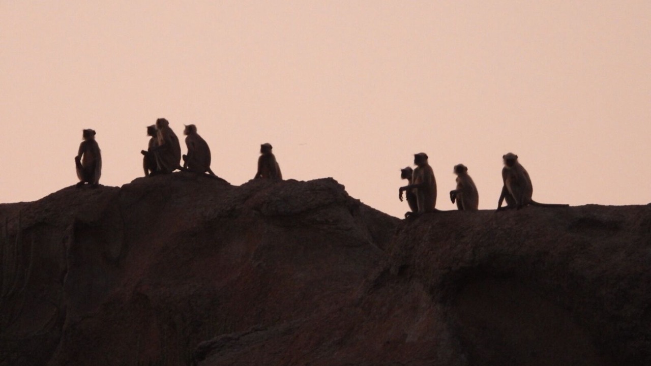 Photo of Others in Bisalpur