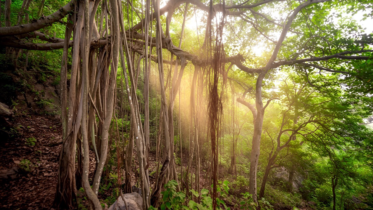 Photo of Outdoor in Sirala