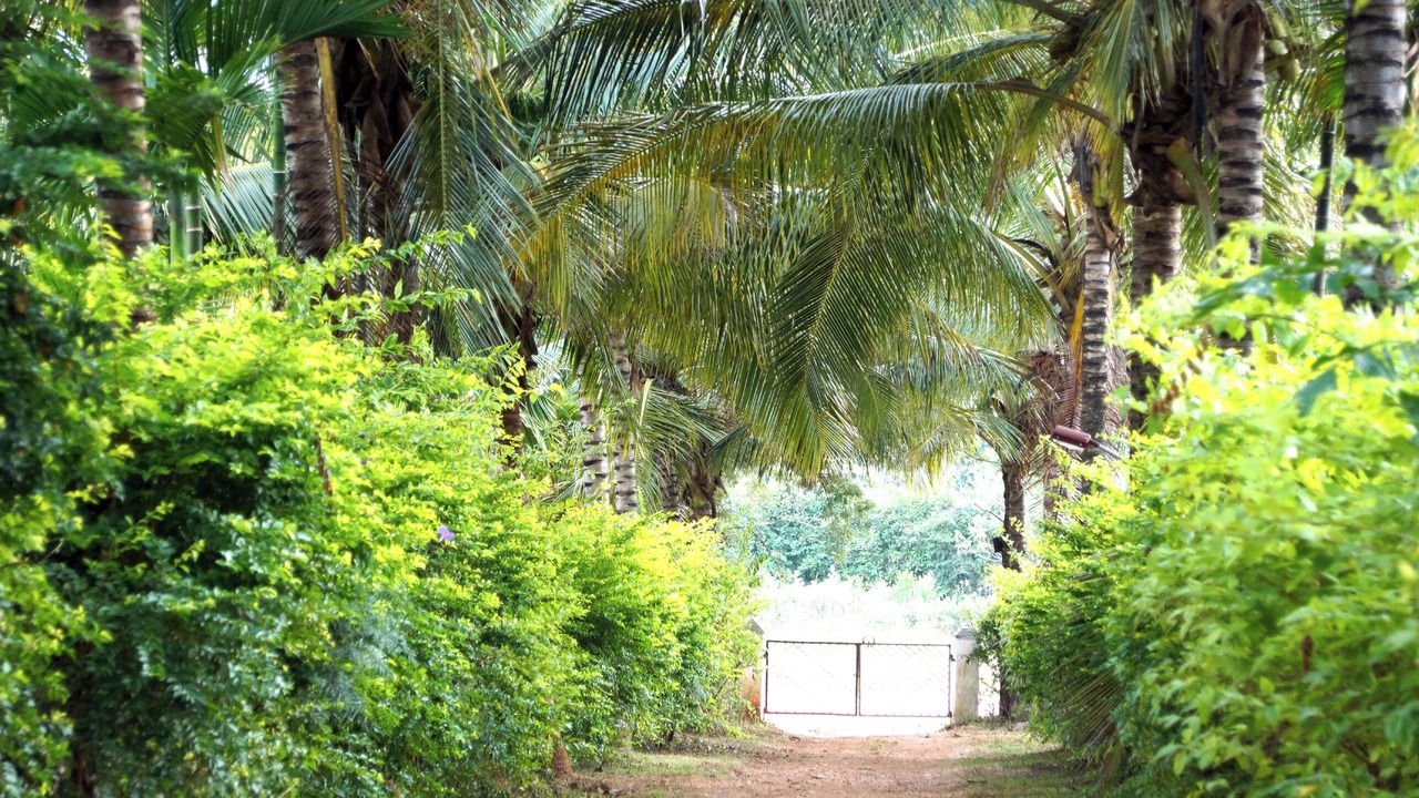 Photo of Outdoor in Tarikere