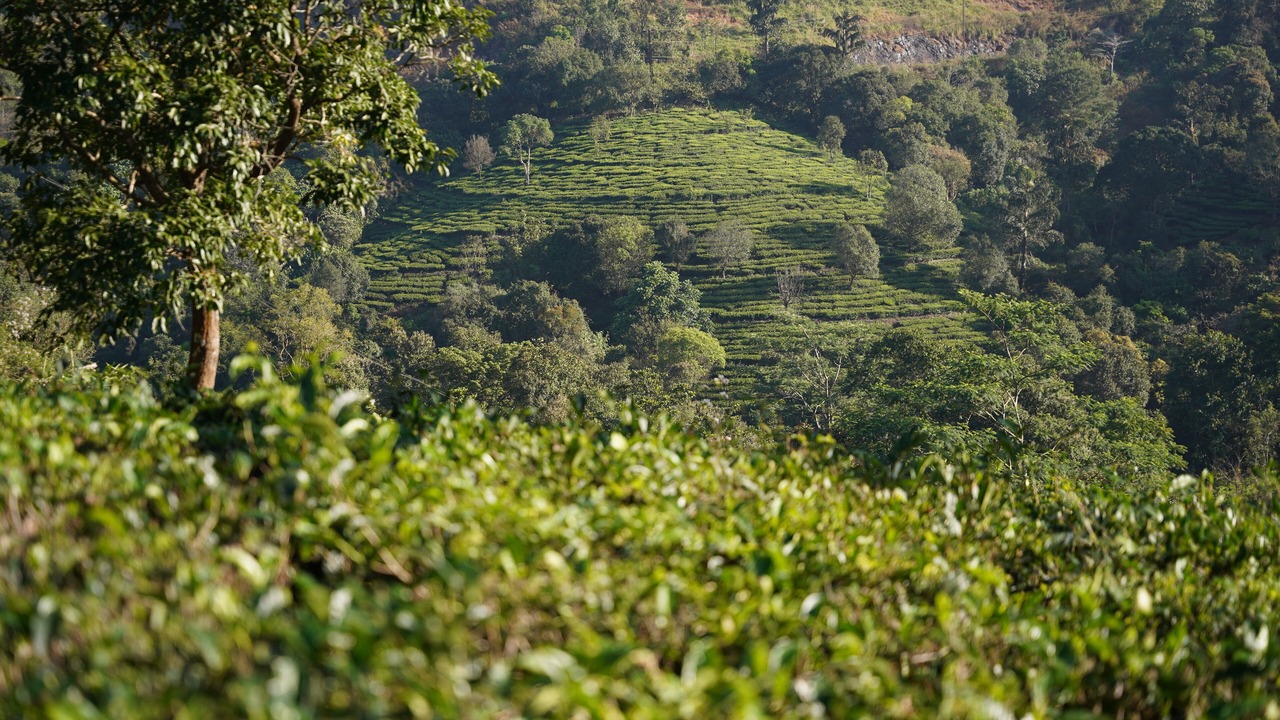 Photo of Others in Vagamon