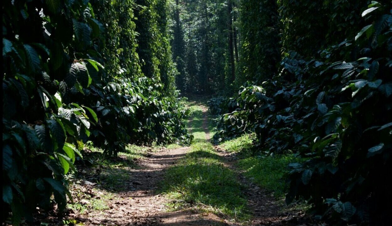Photo of Outdoor in Madikeri