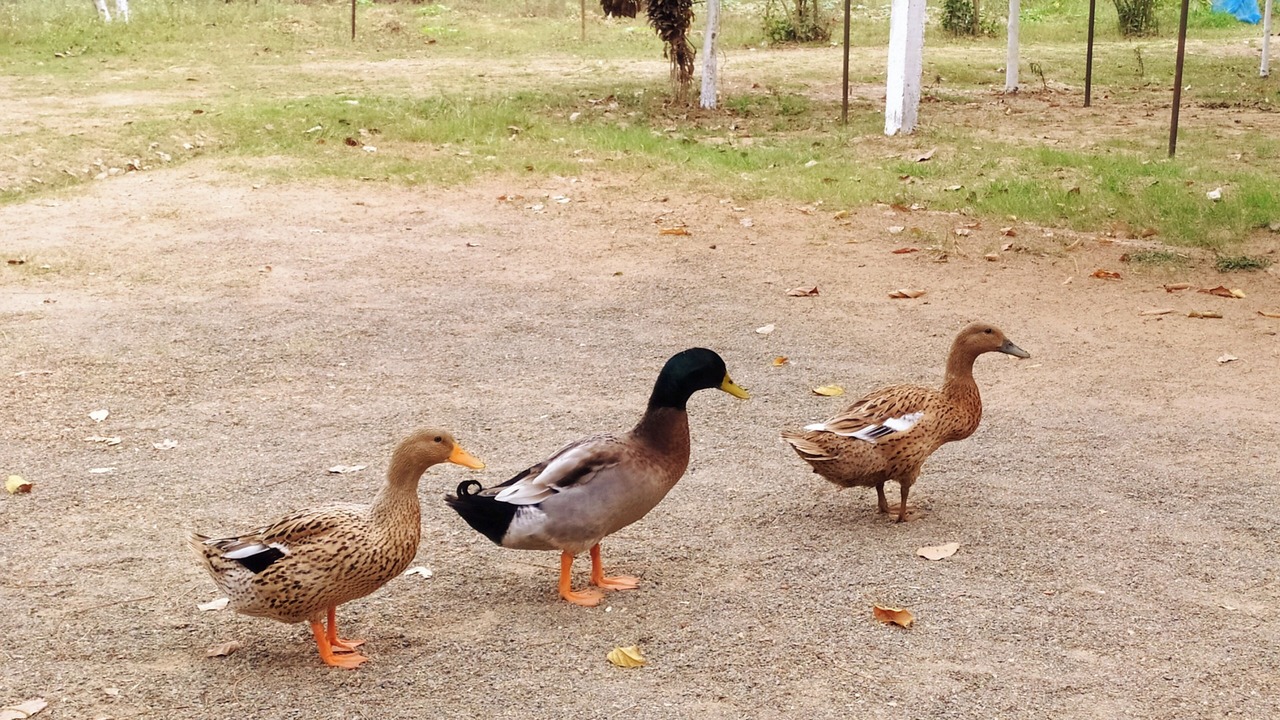 Photo of Outdoor in Bhitarkanika National Park
