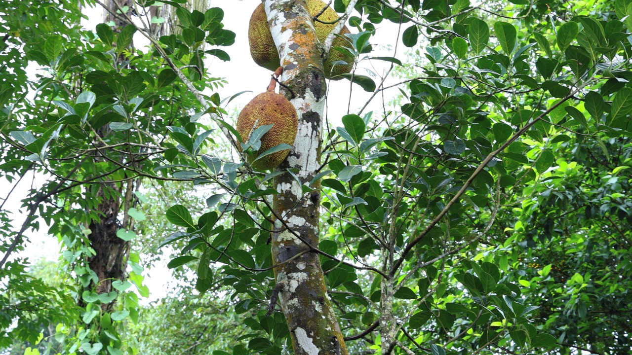 Photo of Outdoor in Vythiri