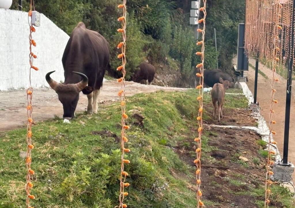 Photo of Outdoor in Vattakanal