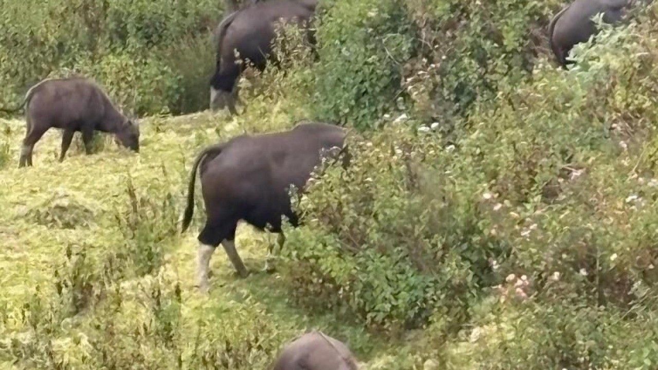 Photo of Outdoor in Vattakanal