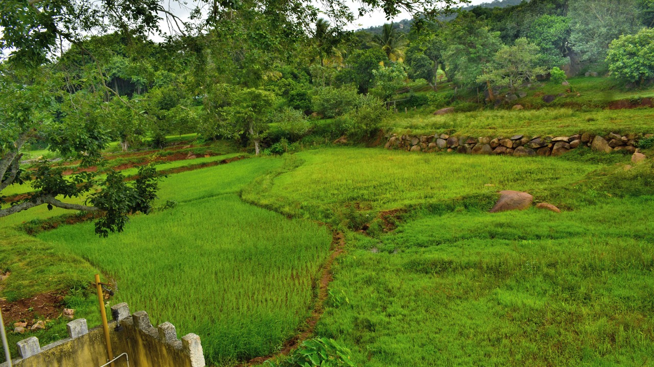 Photo of Outdoor in Yelagiri