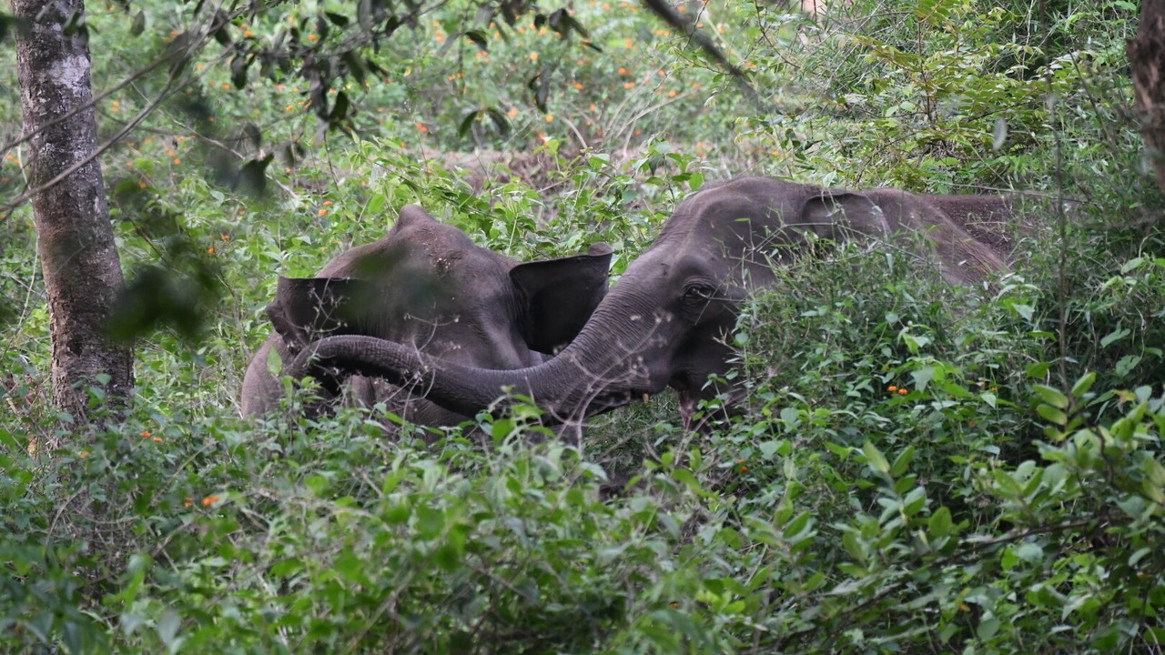 Photo of Outdoor in Kattikkulam